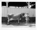 Jean Johnson and cow