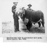 Bert Brown with bull