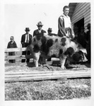 Billy Martin and champion boar