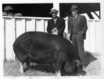 John H. Garmon with sow