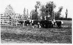 Beef cattle Delta Station, 1933