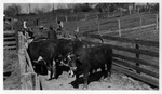 J.L. Gaddis cattle