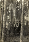 Tom Boykin and loblolly pines
