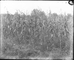 Corn Field 1 by Mississippi Agriculture and Forestry Experiment Station. Delta Branch, Stoneville