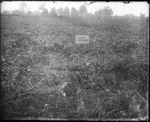 Soybean Field 1 by Mississippi Agriculture and Forestry Experiment Station. Delta Branch, Stoneville