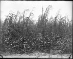 Corn Field 2 by Mississippi Agriculture and Forestry Experiment Station. Delta Branch, Stoneville.