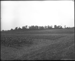 Corn Field 3 by Mississippi Agriculture and Forestry Experiment Station. Delta Branch, Stoneville