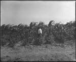 Man Walking in Crops Field by Mississippi Agriculture and Forestry Experiment Station. Delta Branch, Stoneville