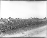 Two Men Inspecting Crops by Mississippi Agriculture and Forestry Experiment Station. Delta Branch, Stoneville