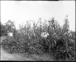 Two Men in Corn Field by Mississippi Agriculture and Forestry Experiment Station. Delta Branch, Stoneville