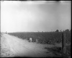 Cotton Field 3 by Mississippi Agriculture and Forestry Experiment Station. Delta Branch, Stoneville