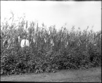Man Standing in Crop Field by Mississippi Agriculture and Forestry Experiment Station. Delta Branch, Stoneville