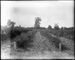 Soybean Field 4 by Mississippi Agriculture and Forestry Experiment Station. Delta Branch, Stoneville
