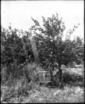 Trees and Bee Hive by Mississippi Agriculture and Forestry Experiment Station. Delta Branch, Stoneville