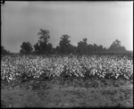 Delfos Cotton by Mississippi Agriculture and Forestry Experiment Station. Delta Branch, Stoneville