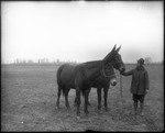 Man With Two Mules by Mississippi Agriculture and Forestry Experiment Station. Delta Branch, Stoneville