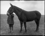 Man With Mule by Mississippi Agriculture and Forestry Experiment Station. Delta Branch, Stoneville