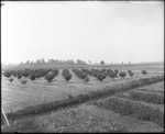 Peach Orchard 1 by Mississippi Agriculture and Forestry Experiment Station. Delta Branch, Stoneville
