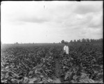 Boy in Field by Mississippi Agriculture and Forestry Experiment Station. Delta Branch, Stoneville