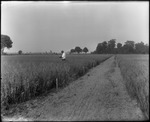 Man in Oat Field by Mississippi Agriculture and Forestry Experiment Station. Delta Branch, Stoneville