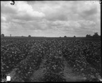 Crops in Field 2 by Mississippi Agriculture and Forestry Experiment Station. Delta Branch, Stoneville