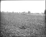 Crops in Field by Mississippi Agriculture and Forestry Experiment Station. Delta Branch, Stoneville