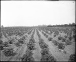 Cross Row View by Mississippi Agriculture and Forestry Experiment Station. Delta Branch, Stoneville