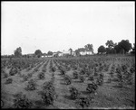 Diagonal Field View by Mississippi Agriculture and Forestry Experiment Station. Delta Branch, Stoneville