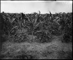 Corn With Soybeans by Mississippi Agriculture and Forestry Experiment Station. Delta Branch, Stoneville