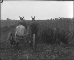 Two Mules Pulling Cutter by Mississippi Agriculture and Forestry Experiment Station. Delta Branch, Stoneville