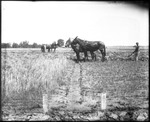 Mule Drawn Plow by Mississippi Agriculture and Forestry Experiment Station. Delta Branch, Stoneville