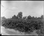 Man in Field by Mississippi Agriculture and Forestry Experiment Station. Delta Branch, Stoneville