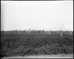 Cocklebur Field by Mississippi Agriculture and Forestry Experiment Station. Delta Branch, Stoneville