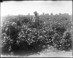 Man in Crops by Mississippi Agriculture and Forestry Experiment Station. Delta Branch, Stoneville
