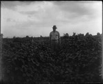 Man Standing in Field by Mississippi Agriculture and Forestry Experiment Station. Delta Branch, Stoneville