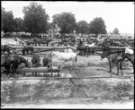 Refugee Mules 2 by Mississippi Agriculture and Forestry Experiment Station. Delta Branch, Stoneville