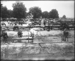 Horses and Mules Inside Stable by Mississippi Agriculture and Forestry Experiment Station. Delta Branch, Stoneville