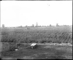 Field Crops by Mississippi Agriculture and Forestry Experiment Station. Delta Branch, Stoneville
