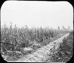 Harvested Corn by Mississippi Agriculture and Forestry Experiment Station. Delta Branch, Stoneville