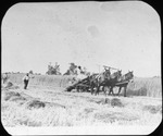 Mules Pulling Harvester by Mississippi Agriculture and Forestry Experiment Station. Delta Branch, Stoneville