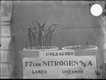 Nitrogen Test Exhibit 2 by Mississippi Agriculture and Forestry Experiment Station. Delta Branch, Stoneville