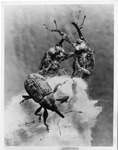 Boll Weevils on Cotton