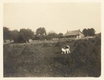 Hand-Collected Hay Piles in Front of the Tom House Home