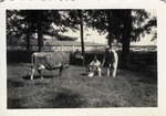 A Cow, a Calf, and Two Dairy Workers
