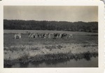 A Group of Dairy Cows and Two Dairy Workers
