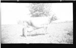 Dairy Cow in a Pasture