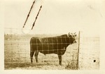 Bull Standing Behind a Fence