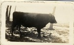 Steer Standing in a Pasture