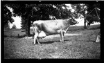 Dairy Cow in a Pasture