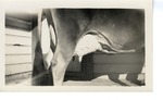 A Close-up of a Dairy Cow's Udder